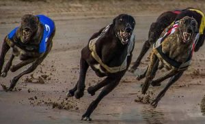 British Greyhound racing